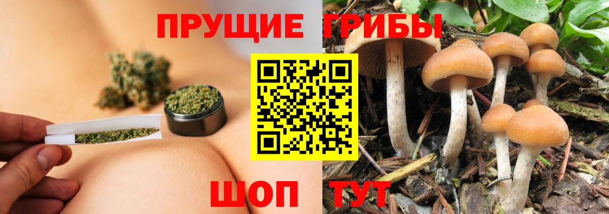 Псилоцибиновые грибы Psilocybine cubensis Воронеж